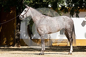 Beautiful portrait of a hispano arabian horse in Spain photo