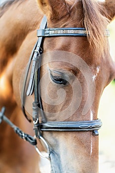 Beautiful portrait of horse with bridle