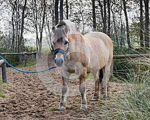 Beautiful portrait of a horse standing outside.