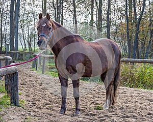 Beautiful portrait of a horse standing outside.