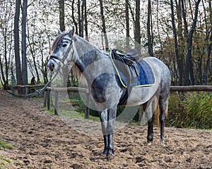 Beautiful portrait of a horse standing outside.