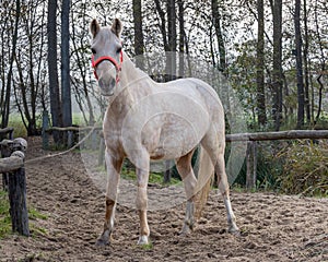 Beautiful portrait of a horse standing outside.