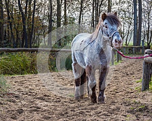 Beautiful portrait of a horse standing outside.