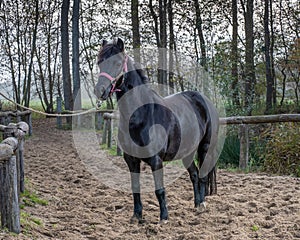 Beautiful portrait of a horse standing outside.