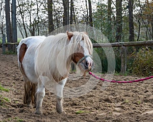 Beautiful portrait of a horse standing outside.