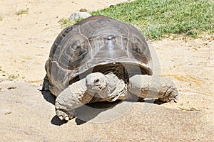 Beautiful portrait of a huge and aged land tortoise