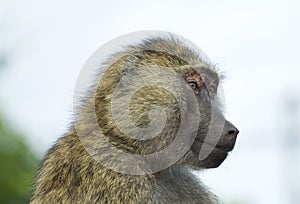 Beautiful portrait of a joyful funny baboon