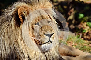 Beautiful Portrait of Katanga Lion Male Lying on Grass