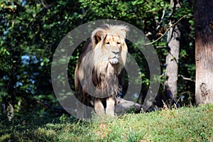 Beautiful Portrait of Katanga Lion in Nature