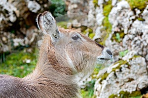 Beautiful portrait of a kind of antelope, the Cobo Lichi