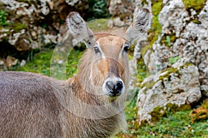 Beautiful portrait of a kind of antelope, the Cobo Lichi