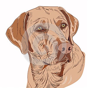 beautiful portrait of a Labrador Retriever, isolated on a white background, simple line drawing with colors. Beautiful portrait