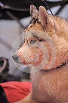 Beautiful portrait of malamute