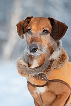 Beautiful portrait of a mongrel dog in winter clothes