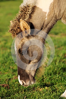 Beautiful portrait near the foal of the Icelandic horse photo