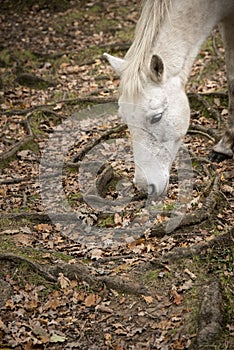 Beautiful portrait of New Forest pony in Autumn woodland landscape with vibrant Fall color all around