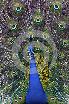 Beautiful Portrait of a Peacock spreading feathers