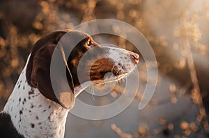 a beautiful portrait of a Peibald dachshund dog on the background