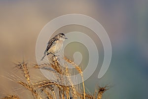 beautiful portrait of pied bush chat female siting on the branch in blur green background