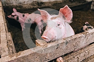 Beautiful portrait of a pink pig in a sty