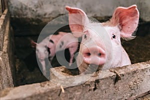 Beautiful portrait of a pink pig in a sty