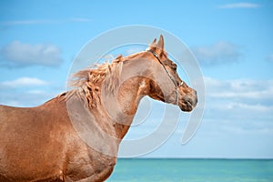 Beautiful portrait of a red Arab stallion who looks into the distance on a background of sea