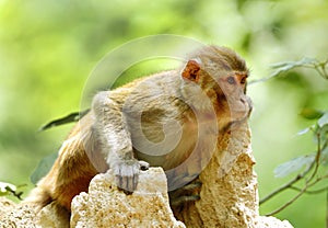 Beautiful portrait of Rehsus Macaque