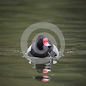 Beautiful Portrait of Rosy-Billed Pochard duck bird Netta Peposaca on water in Spring