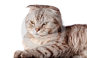 Beautiful portrait of Scottish Fold cat breed fold on white isolated background. Cute young silver-gray striped Scottish fold cat