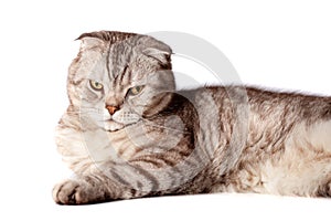 Beautiful portrait of Scottish Fold cat breed fold on white isolated background. Cute young silver-gray striped Scottish fold cat