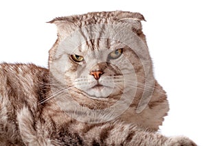 Beautiful portrait of Scottish Fold cat breed fold on white isolated background. Cute young silver-gray striped Scottish fold cat