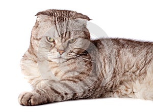 Beautiful portrait of Scottish Fold cat breed fold on white isolated background. Cute young silver-gray striped Scottish fold cat