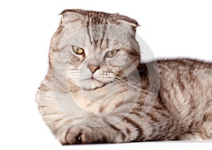 Beautiful portrait of Scottish Fold cat breed fold on white isolated background. Cute young silver-gray striped Scottish fold cat