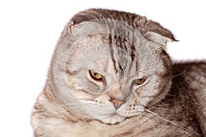 Beautiful portrait of Scottish Fold cat breed fold on white isolated background. Cute young silver-gray striped Scottish fold cat