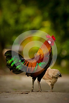 Beautiful portrait shot of Rooster Bantam Crows