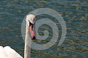 A beautiful portrait shot of a white swan head