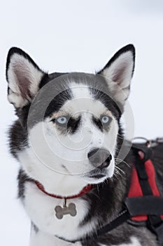 Beautiful portrait of a siberian husky malamut participating in the dog sled racing contest