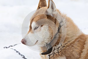 Beautiful portrait of a siberian husky malamut participating in the dog sled racing contest