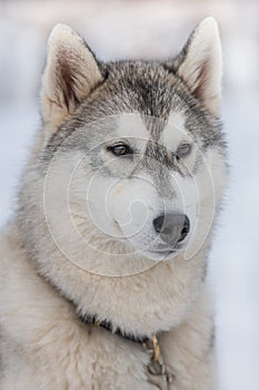 Beautiful portrait of a siberian husky malamut participating in the dog sled racing contest
