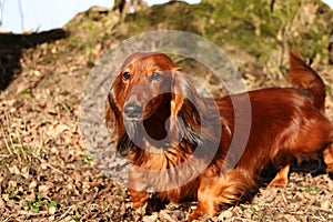 A  beautiful portrait of a small red long haires dachshound in the garden