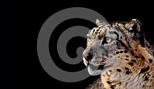 Beautiful Portrait of a Snow Leopard On black background. Portrait of a wild cat Irbis Uncia uncia