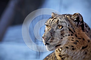 Beautiful Portrait of a Snow Leopard. Winter portrait of a wild cat Irbis Uncia uncia