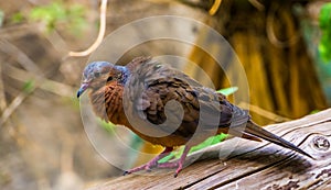 Beautiful portrait of a socorro dove from the side, Pigeon that is extinct in the wild, Tropical bird specie that lived on socorro photo