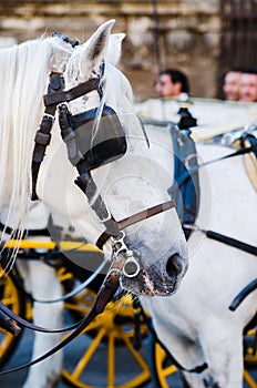 Beautiful portrait of a spanish white horse in Seville city