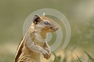 Portrait of squirrel animal, wallpaper  photo