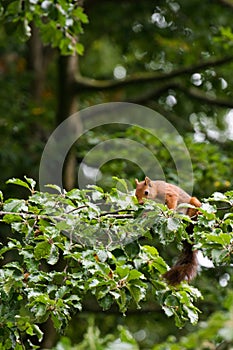 Beautiful portrait of squirrel on a tree