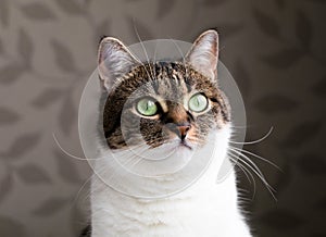 Beautiful portrait of a tabby cat dreaming near the window. Funny colored cat with striped head and white body