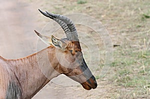 A Beautiful portrait of Topi antelope