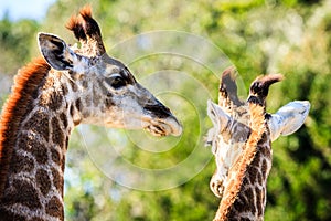 A beautiful portrait of two giraffes on savana background