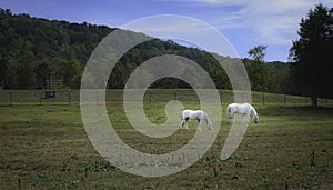 Beautiful portrait of two white horse